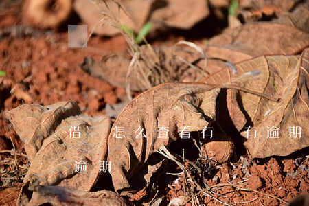 借唄怎么查看有沒有逾期(支付寶如何查借唄逾期記錄)