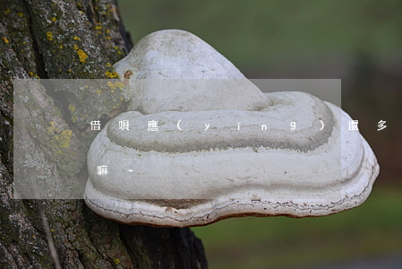 借唄應(yīng)還多少其他不還算逾期嘛-