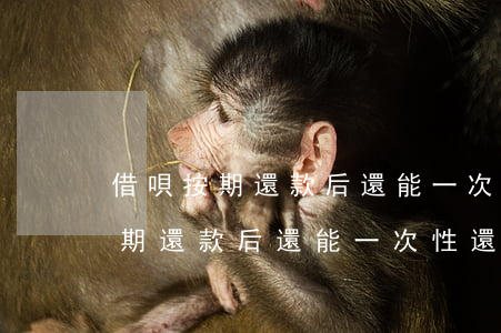 借唄按期還款后還能一次性還清么-借唄按期還款后還能一次性還清么