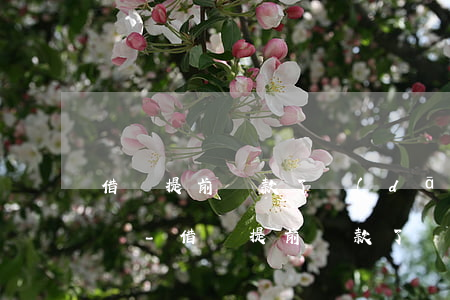 借唄提前還款了當(dāng)月還要還款嗎-借唄提前還款了當(dāng)月還要還款嗎怎么辦