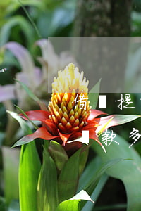 借唄提前還款多了被關了怎么辦-借唄提前還款多了被關了怎么辦呢