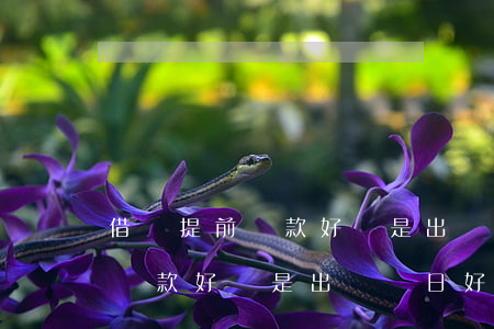 借唄提前還款好還是出賬單日好-借唄提前還款好還是出賬單日好呢