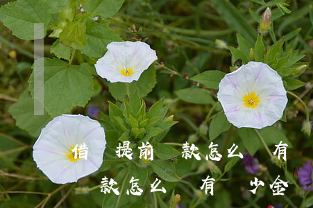 借唄提前還款怎么沒有減少金額-借唄提前還款怎么沒有減少金額了