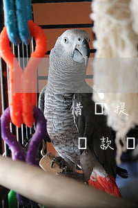 借唄提前還款為什么沒顯示利息-借唄提前還款為什么沒顯示利息呢