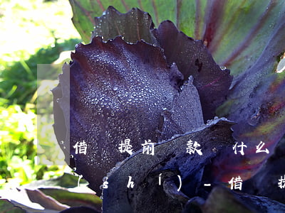 借唄提前還款為什么還顯示倒計(jì)時(shí)-借唄提前還款為什么還顯示倒計(jì)時(shí)呢