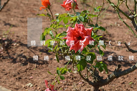 借唄提前還款被關(guān)閉怎么申請開通-借唄提前還款被關(guān)閉怎么申請開通額度