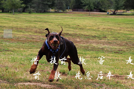 借唄提前還款選等額還是先息后本-借唄提前還款選先息后本還是等額本金