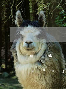 借唄旺農(nóng)貸還款怎么顯示網(wǎng)商貸-借唄旺農(nóng)貸還款怎么顯示網(wǎng)商貸呢
