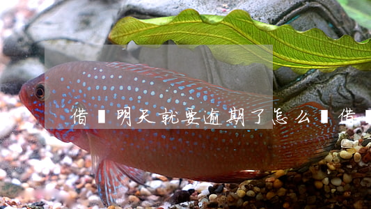 借唄明天就要逾期了怎么辦(借唄逾期了咋辦)