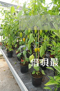借唄最大逾期多久(借唄逾期允許逾期幾天)