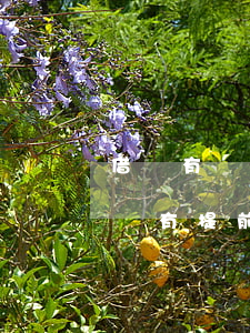 借唄有沒有提前還款免利息的功能-借唄有沒有提前還款免利息的功能啊