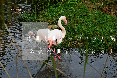 借唄有網(wǎng)商貸逾期借不了(為什么我有網(wǎng)商貸沒(méi)有借唄)