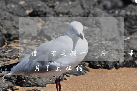 借唄有逾期一個月還沒事吧(借唄逾期一個多月了上征信嗎)
