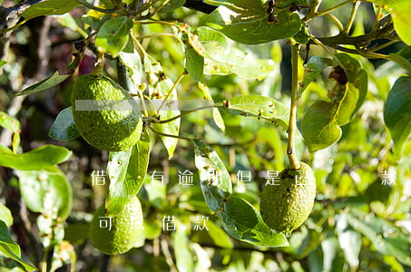 借唄有逾期但是已經還款(借唄逾期還進去還可以借款嗎?)