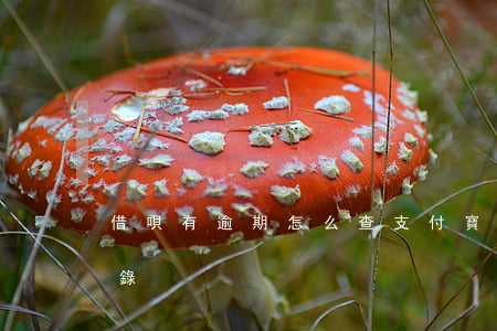 借唄有逾期怎么查(支付寶如何查借唄逾期記錄)