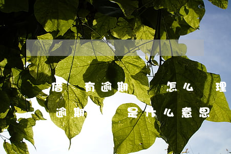 借唄有逾期記錄怎么處理(借唄修復(fù)逾期記錄是什么意思)
