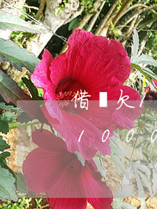 借唄欠1000塊錢可以一年還嗎-借唄欠1000塊錢可以一年還嗎多少錢