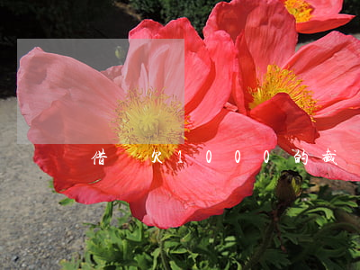 借唄欠1000的截圖(借唄欠錢的截圖)