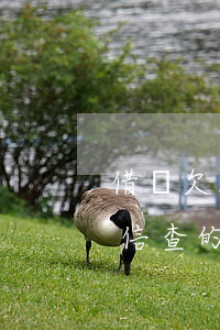 借唄欠10萬征信查的到嗎(借唄欠10萬征信查的到嗎)