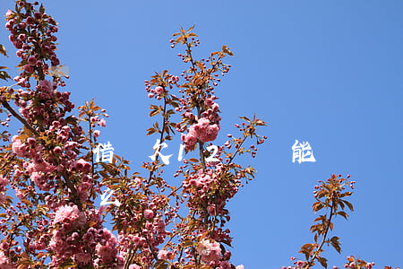 借唄欠12萬還能車貸嗎(借唄借了12萬怎么還)
