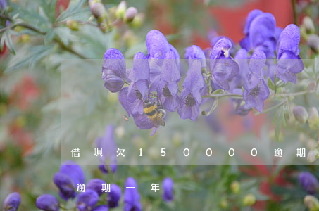 借唄欠150000逾期2年(借唄5000逾期一年)