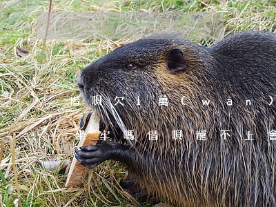 借唄欠1萬(wàn)還不上會(huì)坐牢嗎(借唄還不上會(huì)不會(huì)坐牢)