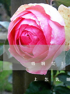 借唄欠1萬還不上怎么辦(借唄借了一萬還不上怎么辦)