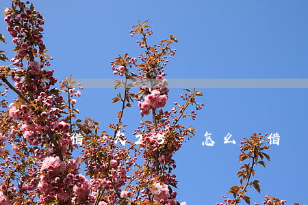 借唄欠25萬怎么辦(借唄25萬還不起怎么辦)