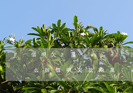 借唄欠2萬(wàn)沒(méi)錢還怎么辦(借唄欠款兩萬(wàn)多暫時(shí)還不起怎么辦)