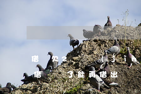 借唄欠2萬還進(jìn)去能再借出來嗎(借唄還了能再借出來嗎)