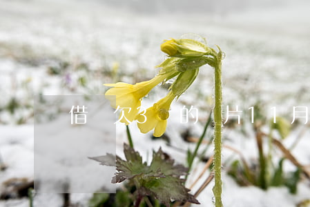 借唄欠3萬的圖片11月份