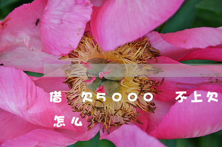 借唄欠5000還不上(欠借唄幾百元還不上怎么辦)