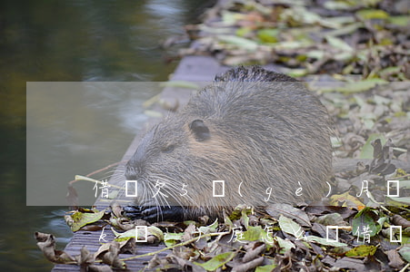 借唄欠5個(gè)月還沒(méi)開(kāi)庭怎么辦(借唄五個(gè)月沒(méi)還)