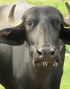 借唄欠7w每月要還多少(支付寶借唄借7萬(wàn)每個(gè)月還多少)