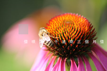 借唄欠7千逾期三個月(借唄三萬逾期)