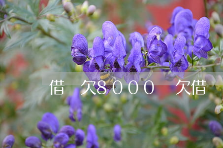 借唄欠8000塊(欠借唄5000)