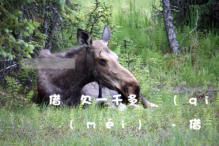 借唄欠一千多塊錢(qián)欠了一年多沒(méi)還-借唄欠一千多塊錢(qián)欠了一年多沒(méi)還怎么辦