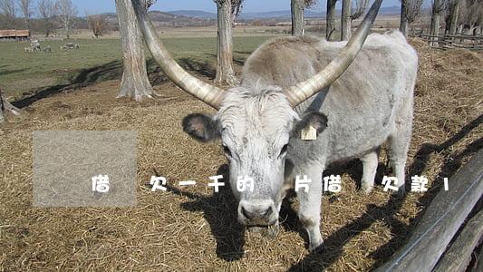 借唄欠一千的圖片(借唄欠款1萬1圖片)