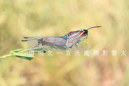 借唄欠一百元逾期影響大嗎