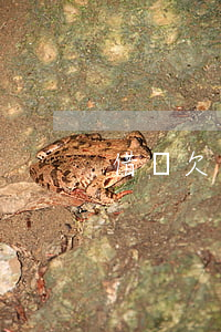 借唄欠一萬七的圖片(借唄欠款1萬1圖片)