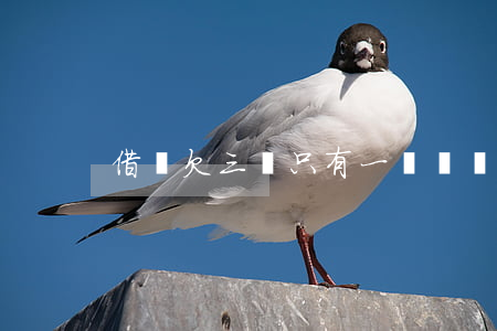 借唄欠三萬只有一萬塊錢