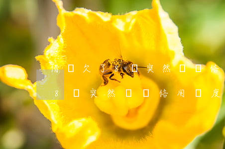 借唄欠了8萬突然暫無信用額度-借唄欠了8萬突然暫無信用額度怎么回事