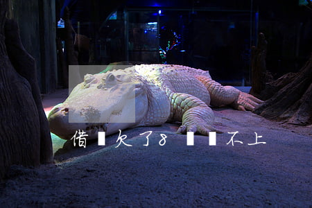 借唄欠了8萬還不上
