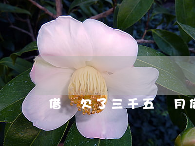 借唄欠了三千五個月(借唄借五千三個月怎么還)