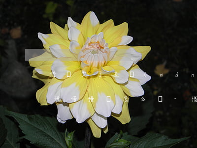 借唄欠了五萬(wàn)塊錢(qián)想慢慢還怎么辦-借唄欠了五萬(wàn)塊錢(qián)想慢慢還怎么辦呢