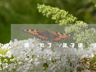 借唄欠了兩年了(借唄逾期兩年了)