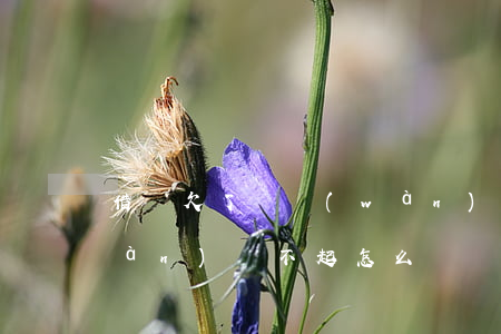 借唄欠了兩萬(wàn)(借唄欠了兩萬(wàn)還不起怎么辦)