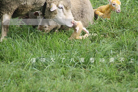 借唄欠了八萬暫時還不上怎么辦-