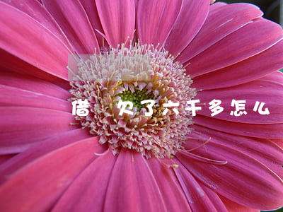 借唄欠了六千多怎么辦(欠借唄6萬還不起)