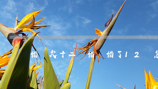 借唄欠十二萬(借唄借了12萬怎么還)